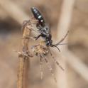 Episyron rufipes (Red-legged Spider wasp).jpg